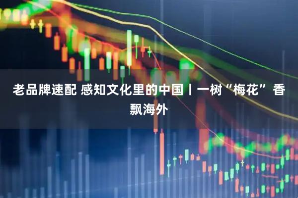 老品牌速配 感知文化里的中国丨一树“梅花” 香飘海外